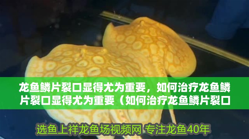 龍魚鱗片裂口顯得尤為重要，如何治療龍魚鱗片裂口顯得尤為重要（如何治療龍魚鱗片裂口）