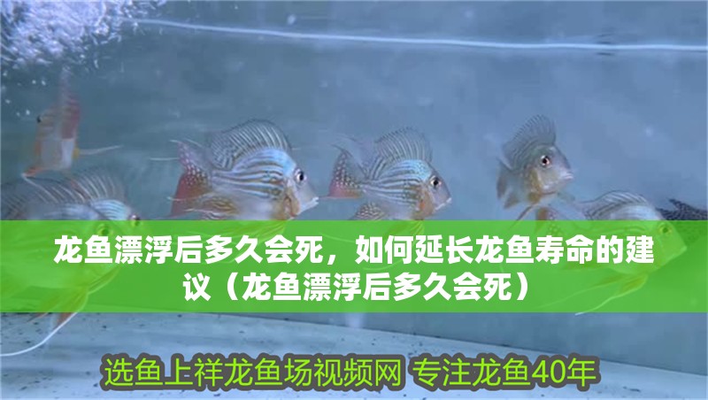 龍魚漂浮后多久會死，如何延長龍魚壽命的建議（龍魚漂浮后多久會死）