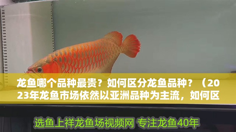 龍魚哪個品種最貴？如何區(qū)分龍魚品種？（2023年龍魚市場依然以亞洲品種為主流，如何區(qū)分龍魚品種）