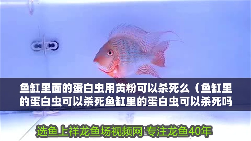 魚缸里面的蛋白蟲用黃粉可以殺死么（魚缸里的蛋白蟲可以殺死魚缸里的蛋白蟲可以殺死嗎）