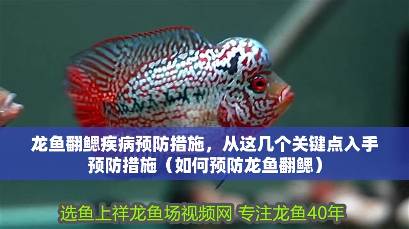 龍魚翻鰓疾病預防措施，從這幾個關鍵點入手預防措施（如何預防龍魚翻鰓）