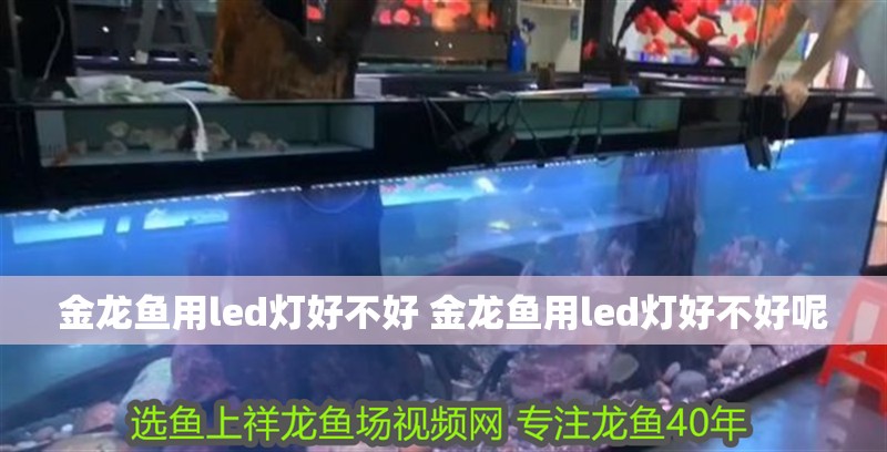 金龍魚用led燈好不好 金龍魚用led燈好不好呢