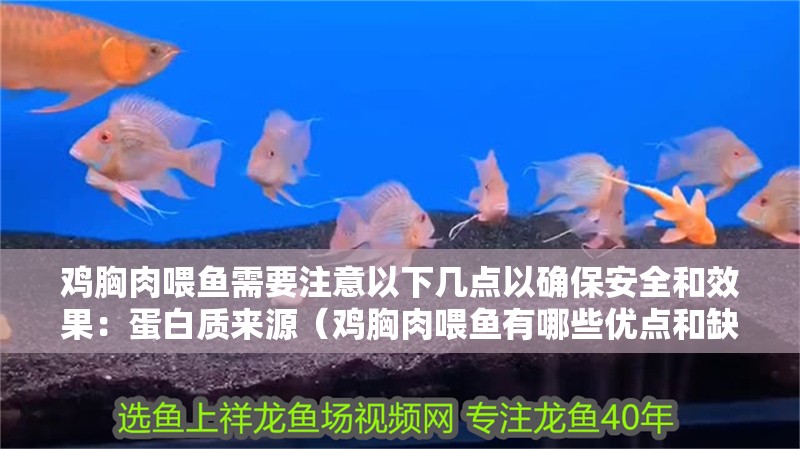 雞胸肉喂魚需要注意以下幾點以確保安全和效果：蛋白質來源（雞胸肉喂魚有哪些優點和缺點？）