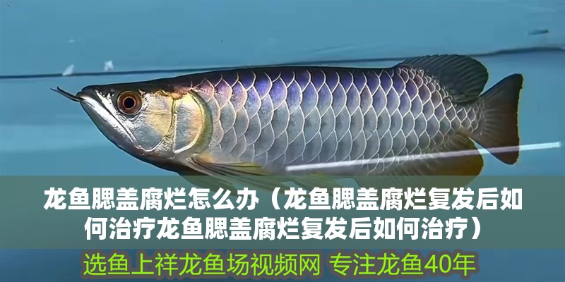 龍魚腮蓋腐爛怎么辦（龍魚腮蓋腐爛復發后如何治療龍魚腮蓋腐爛復發后如何治療）