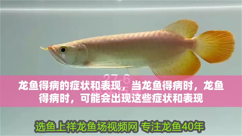 龍魚得病的癥狀和表現(xiàn)，當(dāng)龍魚得病時(shí)，龍魚得病時(shí)，可能會(huì)出現(xiàn)這些癥狀和表現(xiàn)