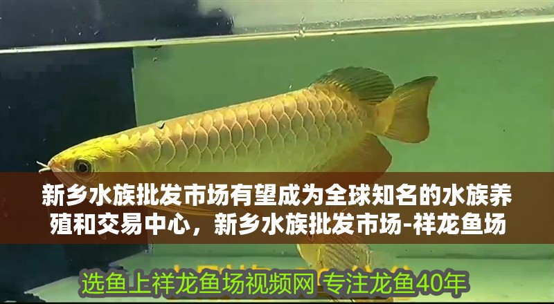 新鄉(xiāng)水族批發(fā)市場有望成為全球知名的水族養(yǎng)殖和交易中心，新鄉(xiāng)水族批發(fā)市場-祥龍魚場