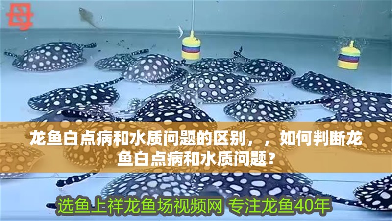 龍魚白點病和水質問題的區別，，如何判斷龍魚白點病和水質問題？ 龍魚白點病和水質問題的區別，，如何判斷龍魚白點病和水質問題？ 龍魚百科