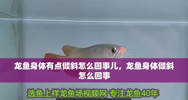 龍魚身體有點(diǎn)傾斜怎么回事兒，龍魚身體傾斜怎么回事