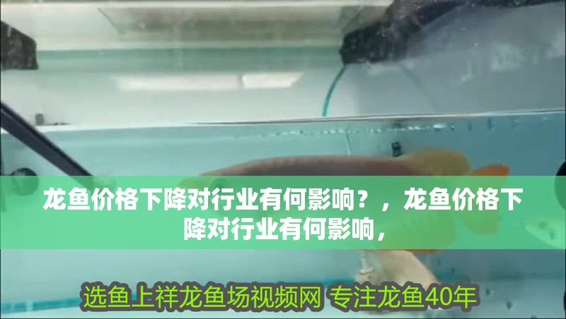 龍魚價格下降對行業有何影響？，龍魚價格下降對行業有何影響，