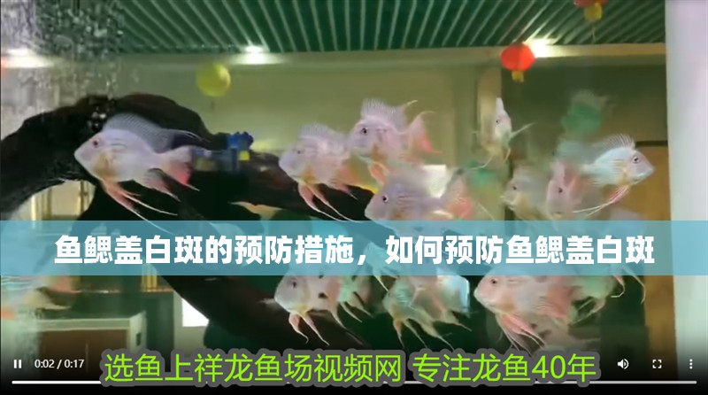魚鰓蓋白斑的預防措施，如何預防魚鰓蓋白斑