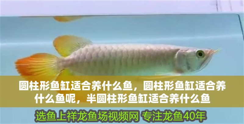 圓柱形魚缸適合養什么魚，圓柱形魚缸適合養什么魚呢，半圓柱形魚缸適合養什么魚