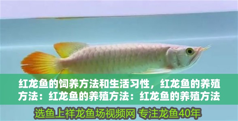 紅龍魚的飼養方法和生活習性，紅龍魚的養殖方法：紅龍魚的養殖方法：紅龍魚的養殖方法 紅龍魚的飼養方法和生活習性，紅龍魚的養殖方法：紅龍魚的養殖方法：紅龍魚的養殖方法 觀賞魚百科