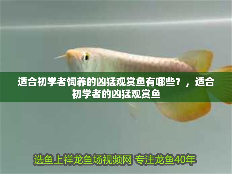 適合初學者飼養的兇猛觀賞魚有哪些？，適合初學者的兇猛觀賞魚