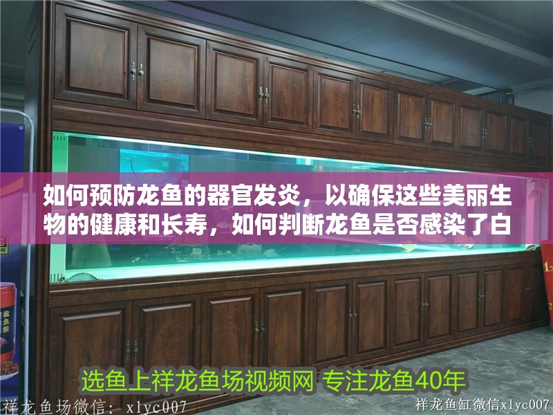 如何預(yù)防龍魚的器官發(fā)炎，以確保這些美麗生物的健康和長(zhǎng)壽，如何判斷龍魚是否感染了白點(diǎn)病，如何預(yù)防龍魚的器官發(fā)炎