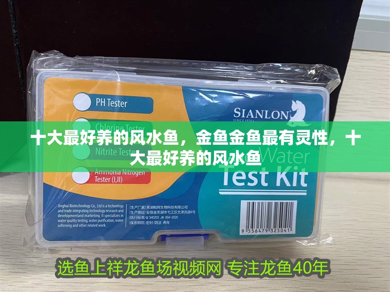 十大最好養的風水魚，金魚金魚最有靈性，十大最好養的風水魚