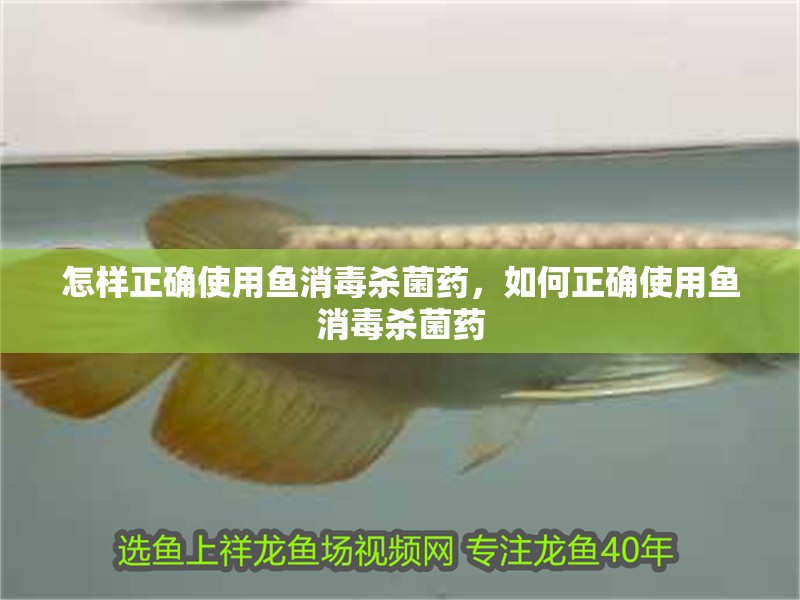 怎樣正確使用魚消毒殺菌藥，如何正確使用魚消毒殺菌藥