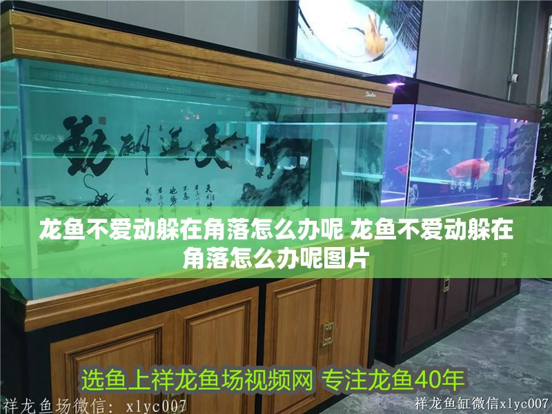 龍魚不愛動躲在角落怎么辦呢 龍魚不愛動躲在角落怎么辦呢圖片
