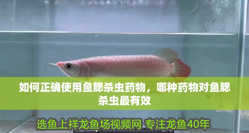 如何正確使用魚腮殺蟲藥物，哪種藥物對魚腮殺蟲最有效