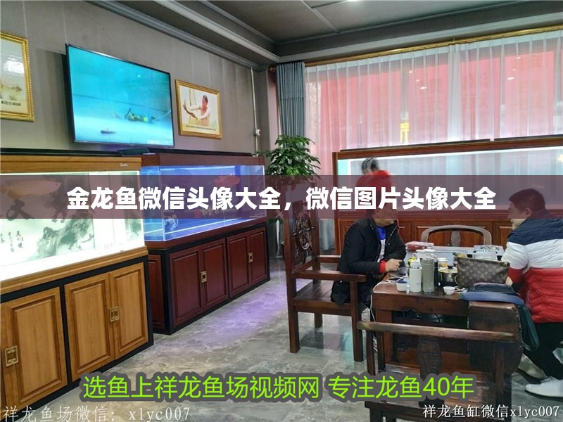 金龍魚微信頭像大全，微信圖片頭像大全