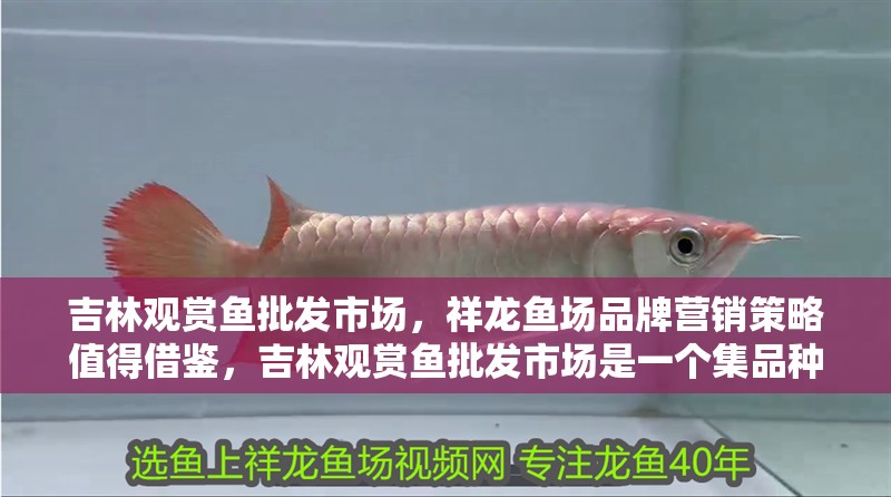 吉林觀賞魚批發市場，祥龍魚場品牌營銷策略值得借鑒，吉林觀賞魚批發市場是一個集品種豐富、價格合理的交易市場