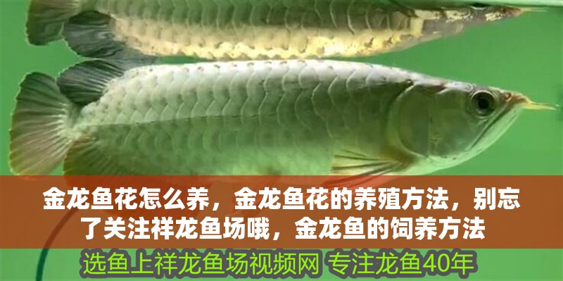 金龍魚花怎么養，金龍魚花的養殖方法，別忘了關注祥龍魚場哦，金龍魚的飼養方法