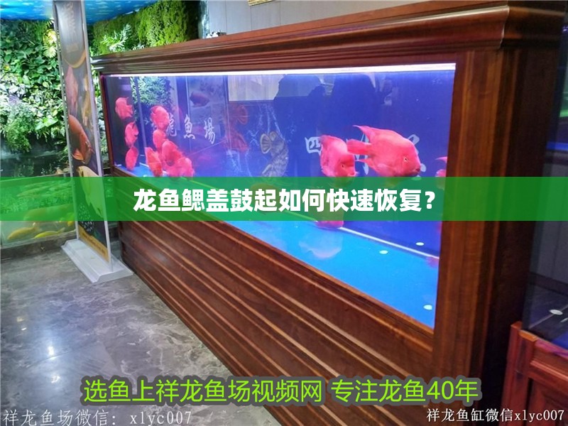 龍魚鰓蓋鼓起如何快速恢復(fù)？