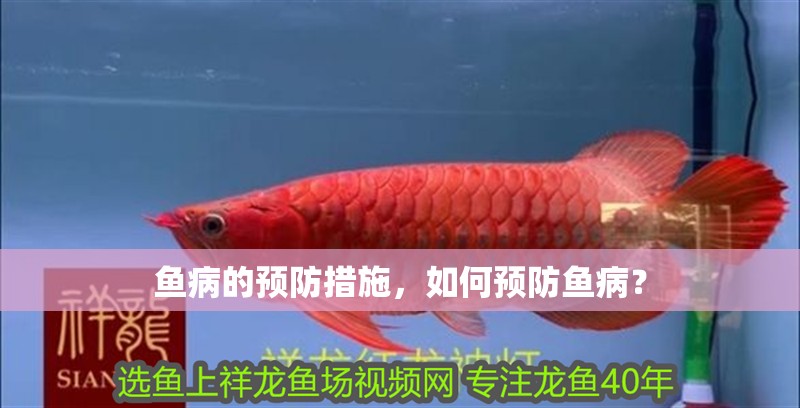 魚病的預防措施，如何預防魚?。? title=