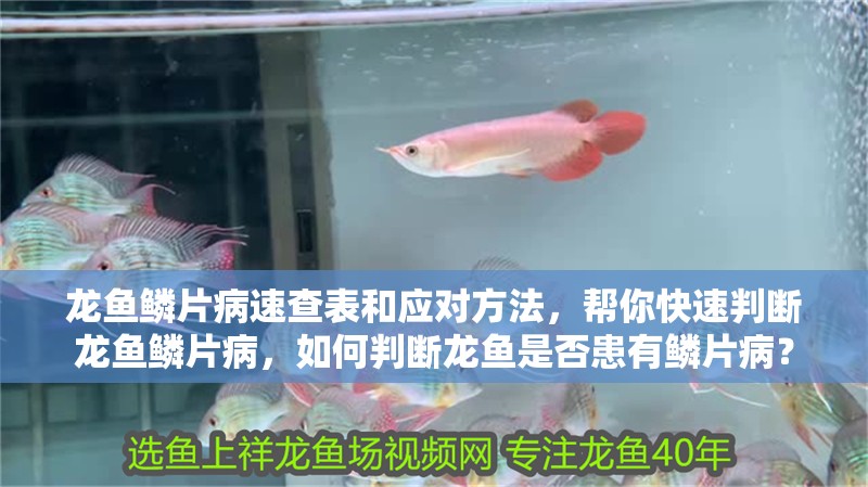 龍魚鱗片病速查表和應對方法，幫你快速判斷龍魚鱗片病，如何判斷龍魚是否患有鱗片病？