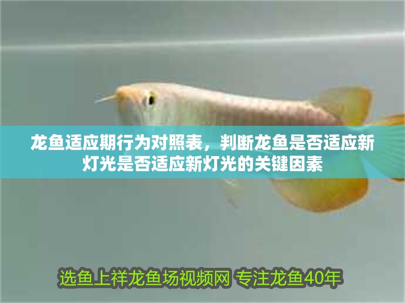 龍魚適應期行為對照表，判斷龍魚是否適應新燈光是否適應新燈光的關鍵因素