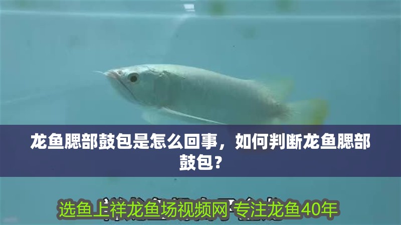 龍魚腮部鼓包是怎么回事，如何判斷龍魚腮部鼓包？