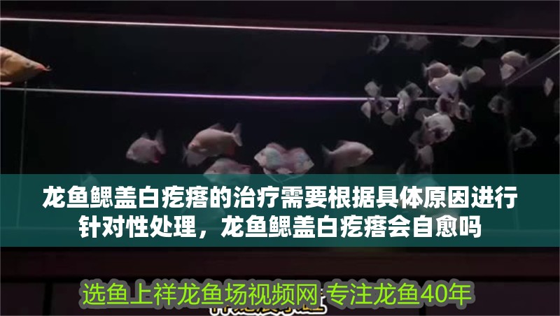 龍魚鰓蓋白疙瘩的治療需要根據(jù)具體原因進(jìn)行針對(duì)性處理，龍魚鰓蓋白疙瘩會(huì)自愈嗎