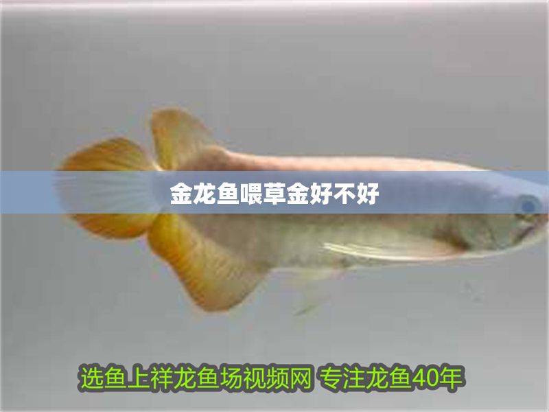 金龍魚喂草金好不好