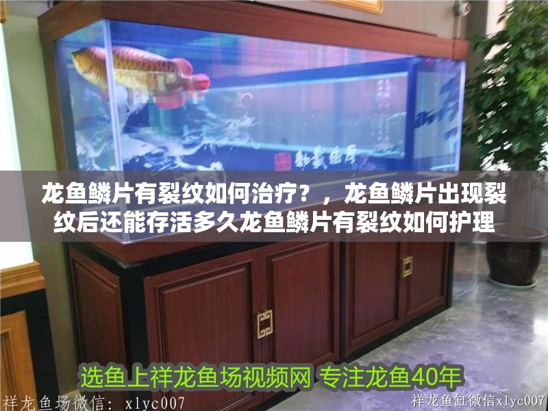 龍魚鱗片有裂紋如何治療？，龍魚鱗片出現裂紋后還能存活多久龍魚鱗片有裂紋如何護理