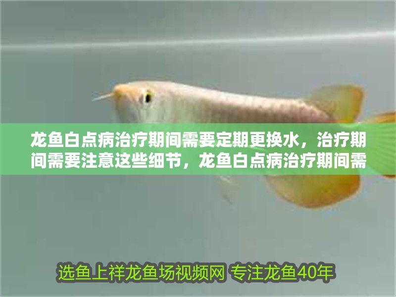 龍魚白點病治療期間需要定期更換水，治療期間需要注意這些細節，龍魚白點病治療期間需要定期換水嗎？