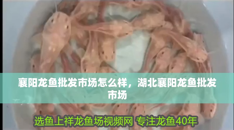 襄陽龍魚批發(fā)市場怎么樣，湖北襄陽龍魚批發(fā)市場