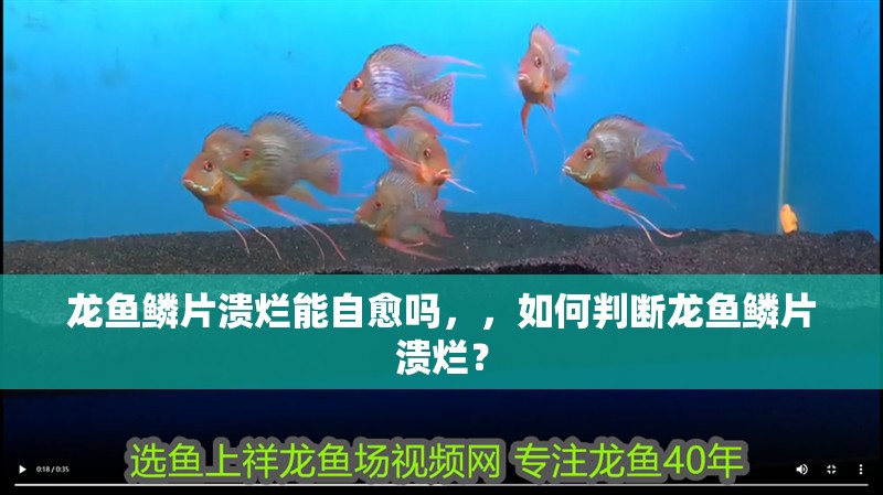 龍魚鱗片潰爛能自愈嗎，，如何判斷龍魚鱗片潰爛？