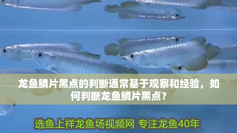 龍魚鱗片黑點的判斷通常基于觀察和經驗，如何判斷龍魚鱗片黑點？