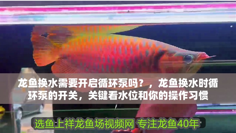 龍魚換水需要開啟循環泵嗎？，龍魚換水時循環泵的開關，關鍵看水位和你的操作習慣