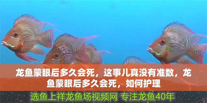 龍魚蒙眼后多久會死，這事兒真沒有準數，龍魚蒙眼后多久會死，如何護理