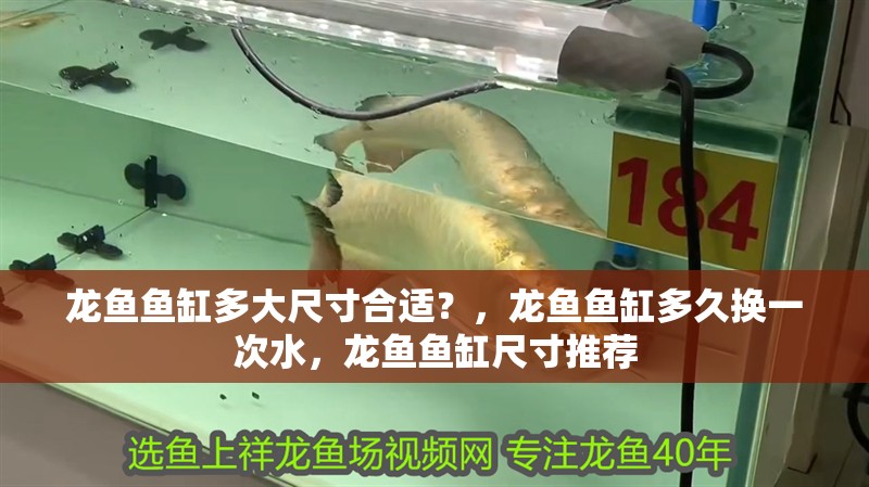 龍魚魚缸多大尺寸合適？，龍魚魚缸多久換一次水，龍魚魚缸尺寸推薦