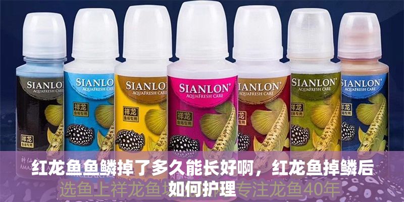 紅龍魚魚鱗掉了多久能長好啊，紅龍魚掉鱗后如何護理 紅龍魚魚鱗掉了多久能長好啊，紅龍魚掉鱗后如何護理 龍魚百科 第1張