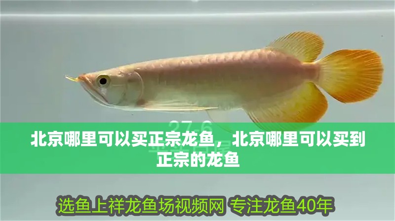 北京哪里可以買(mǎi)正宗龍魚(yú)，北京哪里可以買(mǎi)到正宗的龍魚(yú)