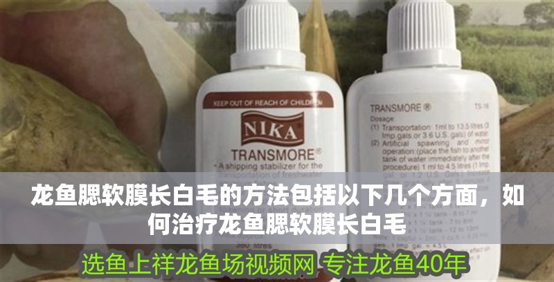 龍魚腮軟膜長白毛的方法包括以下幾個方面，如何治療龍魚腮軟膜長白毛