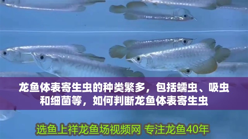 龍魚(yú)體表寄生蟲(chóng)的種類(lèi)繁多，包括蠕蟲(chóng)、吸蟲(chóng)和細(xì)菌等，如何判斷龍魚(yú)體表寄生蟲(chóng)