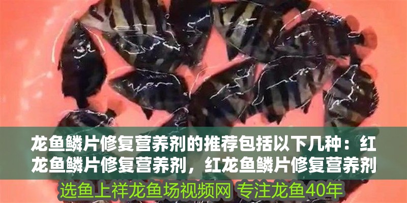 龍魚鱗片修復營養劑的推薦包括以下幾種：紅龍魚鱗片修復營養劑，紅龍魚鱗片修復營養劑多久見效？