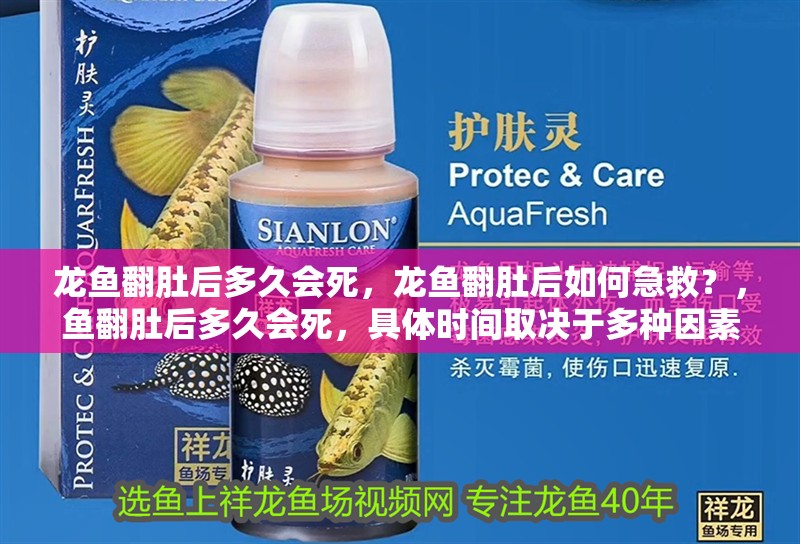 龍魚(yú)翻肚后多久會(huì)死，龍魚(yú)翻肚后如何急救？，魚(yú)翻肚后多久會(huì)死，具體時(shí)間取決于多種因素