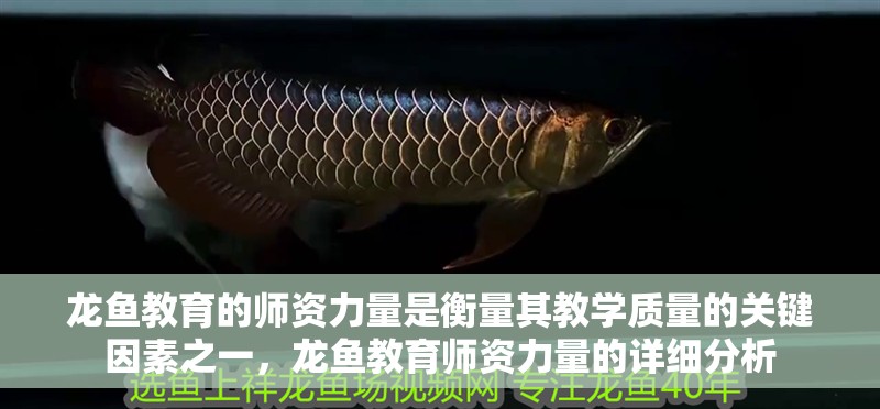 龍魚教育的師資力量是衡量其教學(xué)質(zhì)量的關(guān)鍵因素之一，龍魚教育師資力量的詳細(xì)分析