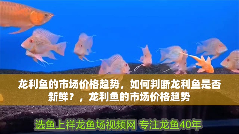 龍利魚的市場價格趨勢，如何判斷龍利魚是否新鮮？，龍利魚的市場價格趨勢