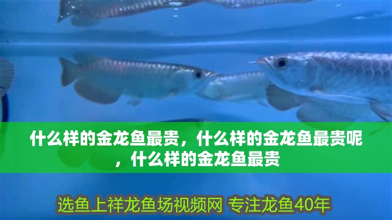 什么樣的金龍魚最貴，什么樣的金龍魚最貴呢，什么樣的金龍魚最貴