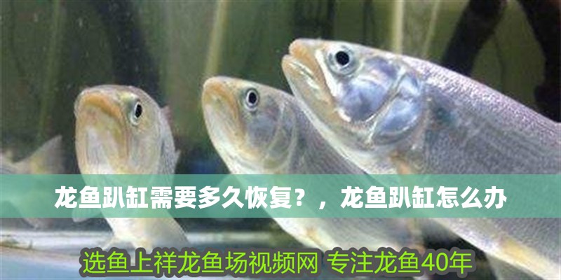龍魚趴缸需要多久恢復(fù)？，龍魚趴缸怎么辦